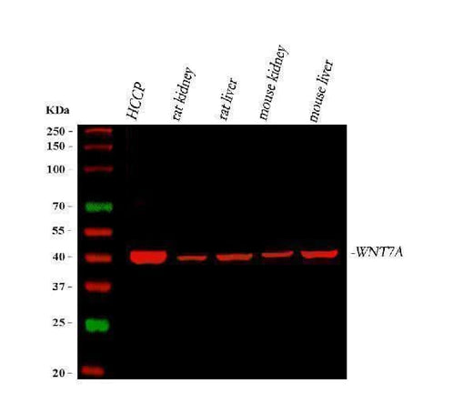 Anti-WNT7A Antibody Picoband® Boster Bio