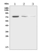 Anti-HEC1/HEC/NDC80 Antibody Picoband® Boster Bio