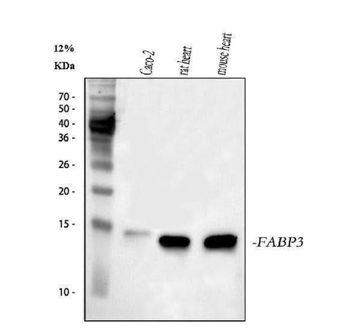 Anti-Cardiac FABP/FABP3 Antibody Picoband® Boster Bio