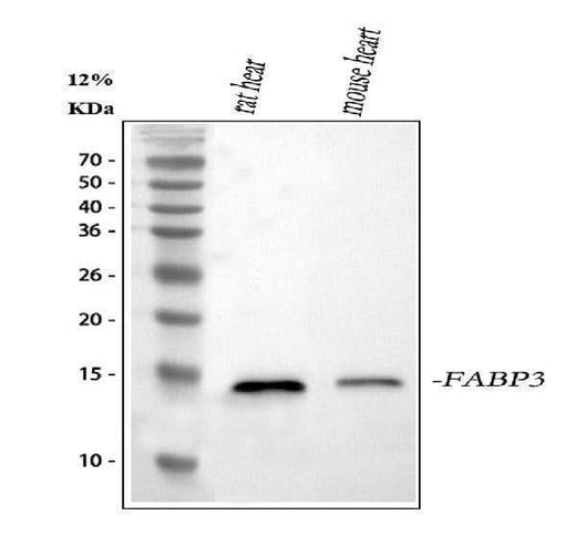 Anti-Cardiac FABP/Fabp3 Antibody Picoband® Boster Bio