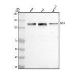 Anti-DIS3 Antibody Picoband® Boster Bio
