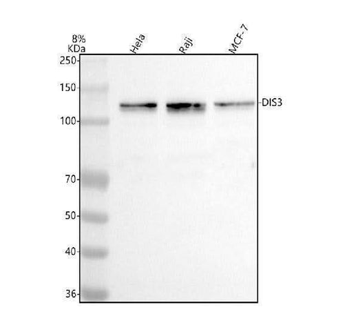 Anti-DIS3 Antibody Picoband® Boster Bio