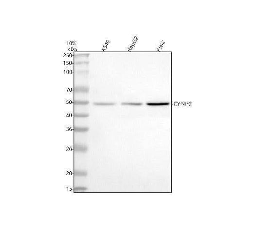 Anti-CYP4F2 Antibody Picoband® Boster Bio