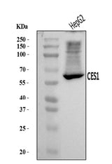Anti-Liver Carboxylesterase 1/CES1 Antibody Picoband® Boster Bio