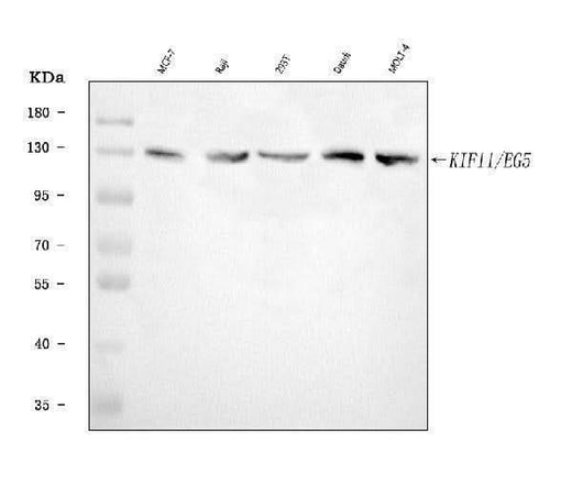 Anti-Eg5/KIF11 Antibody Picoband® Boster Bio