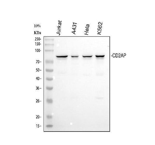 Anti-CD2AP Antibody Picoband® Boster Bio