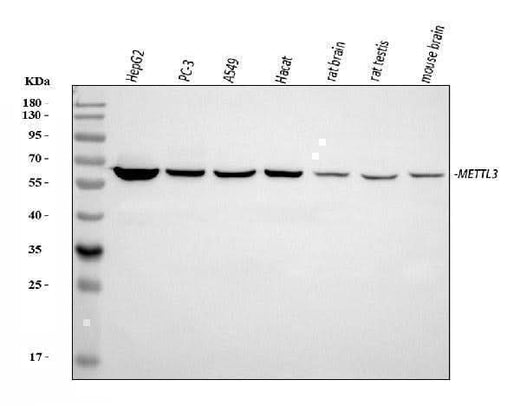 Anti-METTL3 Antibody Picoband® Boster Bio