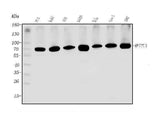 Anti-METTL3 Antibody Picoband® Boster Bio