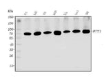 Anti-METTL3 Antibody Picoband® Boster Bio