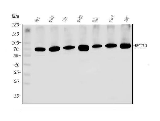 Anti-METTL3 Antibody Picoband® Boster Bio