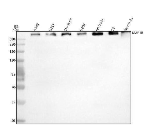 Anti-MAP1B Antibody Picoband® Boster Bio
