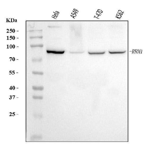 Anti-RRM1 Antibody Picoband® Boster Bio