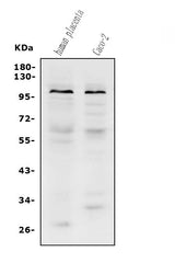 Anti-PROM1 Antibody Picoband® Boster Bio
