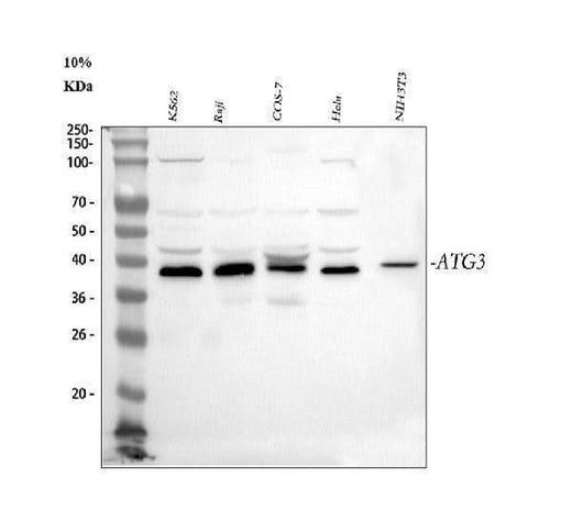 Anti-Apg3/ATG3 Antibody Picoband® Boster Bio