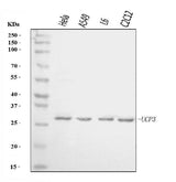 Anti-UCP3 Antibody Picoband® Boster Bio