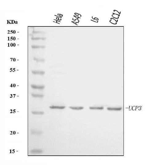 Anti-UCP3 Antibody Picoband® Boster Bio