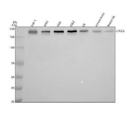 Anti-XPG/ERCC5 Antibody Picoband® Boster Bio