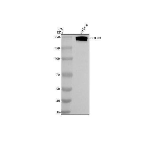 Anti-DOCK8 Antibody Picoband® Boster Bio