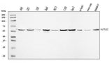 Anti-KPNA2 Antibody Picoband® Boster Bio
