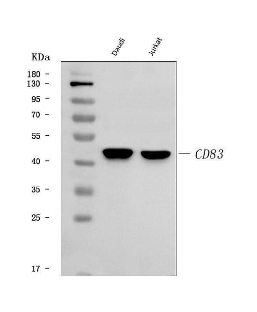 Anti-CD83 Antibody Picoband® Boster Bio