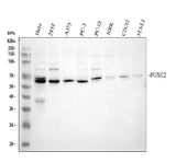 Anti-FOXC2 Antibody Picoband® Boster Bio