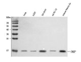 Anti-OMP Antibody Picoband® Boster Bio