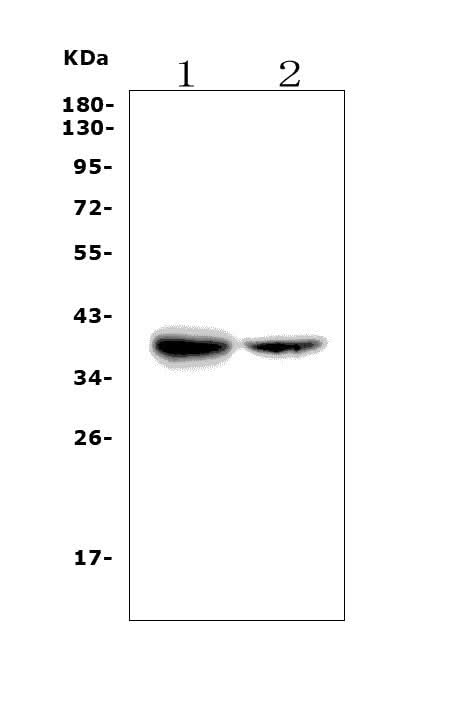 Anti-FDPS/FPS Picoband® Antibody Boster Bio