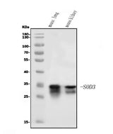 Anti-Superoxide Dismutase 3/EC-SOD/Sod3 Antibody Picoband® Boster Bio