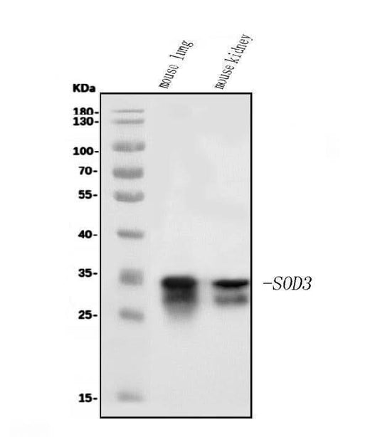 Anti-Superoxide Dismutase 3/EC-SOD/Sod3 Antibody Picoband® Boster Bio