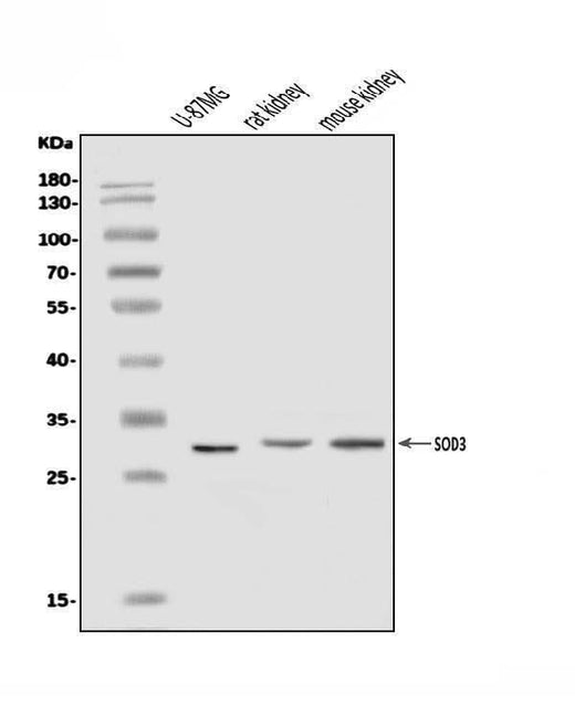 Anti-Superoxide Dismutase 3/EC-SOD/SOD3 Antibody Picoband® Boster Bio