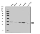 Anti-Superoxide Dismutase 3/EC-SOD/Sod3 Antibody Picoband® Boster Bio