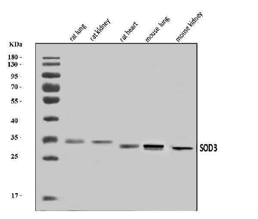 Anti-Superoxide Dismutase 3/EC-SOD/Sod3 Antibody Picoband® Boster Bio