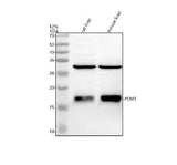 Anti-PEMT Antibody Picoband® Boster Bio