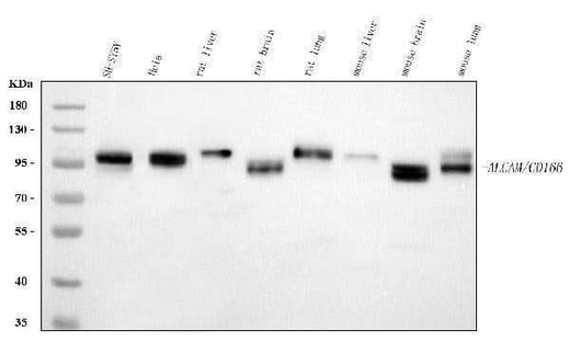Anti-CD166/ALCAM Antibody Picoband® Boster Bio