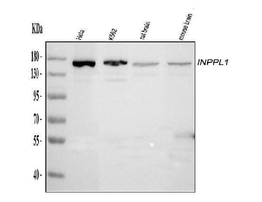 Anti-INPPL1 Antibody Picoband® Boster Bio