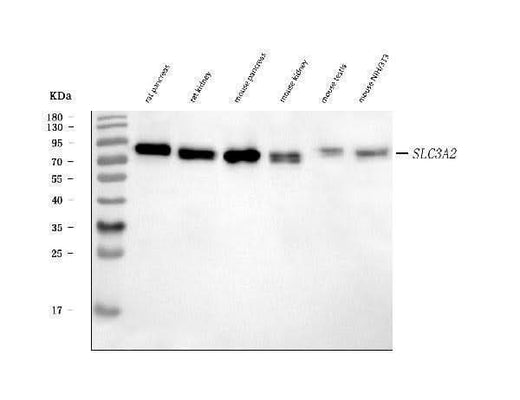 Anti-CD98/Slc3a2 Antibody Picoband® Boster Bio