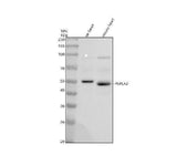 Anti-PNPLA2 Antibody Picoband® Boster Bio