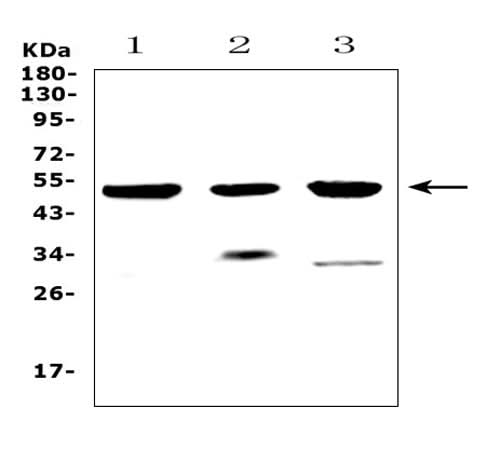 Anti-HTRA1 Antibody Picoband® Boster Bio