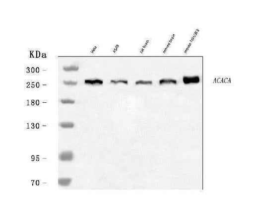 Anti-ACACA Antibody Picoband® Boster Bio