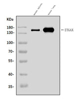 Anti-CD11c/Itgax Antibody Picoband® Boster Bio