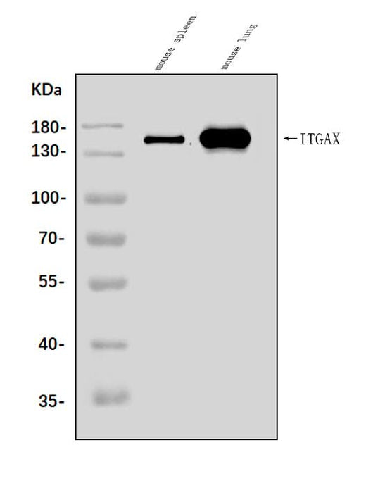 Anti-CD11c/Itgax Antibody Picoband® Boster Bio