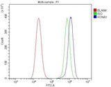 Anti-Kv1.1 potassium channel/KCNA1 Antibody Picoband® Boster Bio
