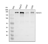 Anti-NFAT5 Antibody Picoband® Boster Bio