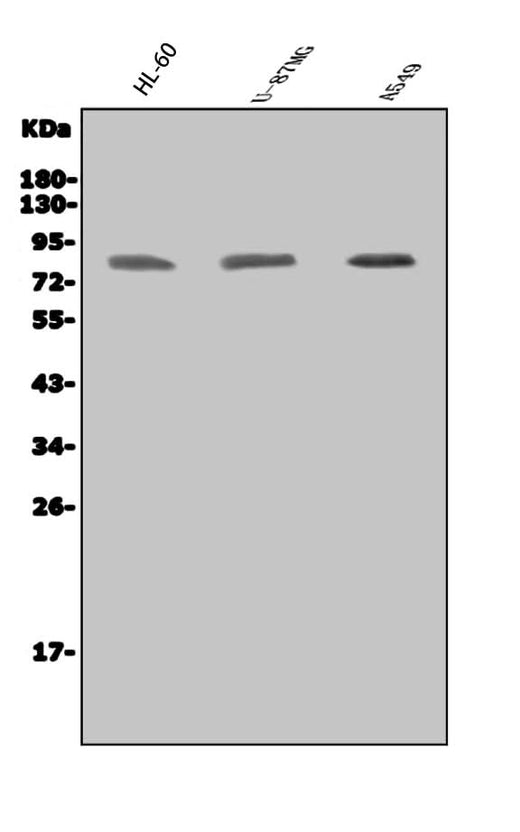 Anti-IKKi/IKKe/IKBKE Antibody Picoband® Boster Bio