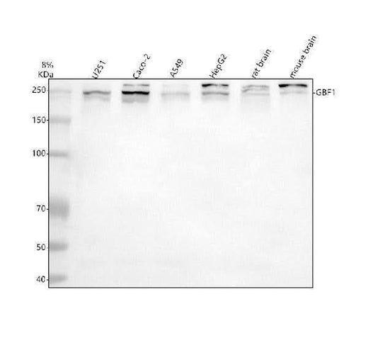 Anti-GBF1 Antibody Picoband® Boster Bio