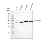 Anti-CD90/Thy1 Antibody Picoband® Boster Bio