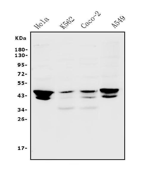 Anti-JUNB Antibody Picoband® Boster Bio