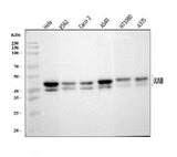 Anti-JUNB Antibody Picoband® Boster Bio