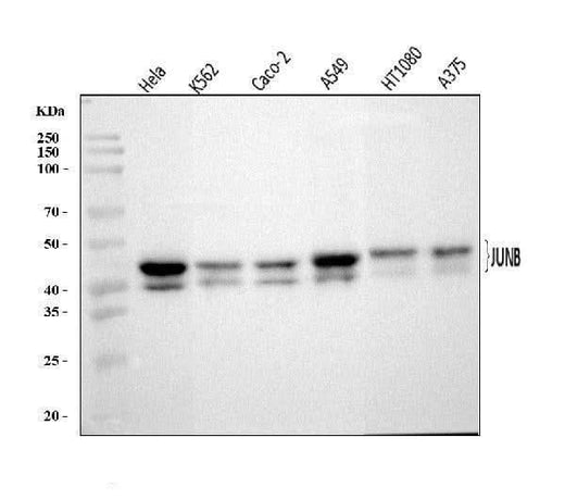 Anti-JUNB Antibody Picoband® Boster Bio