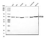 Anti-5HT1B/HTR1B Antibody Picoband® Boster Bio